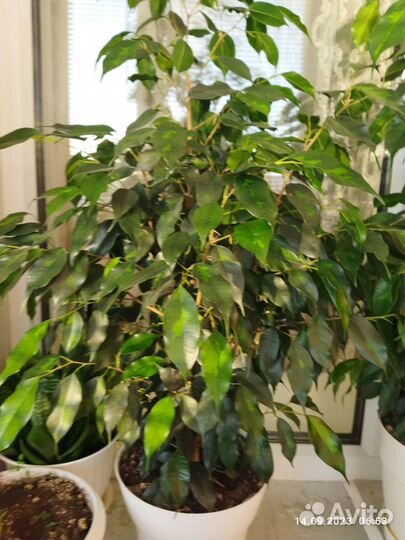 Фикус бенджамина