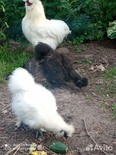 Китайские шелковые