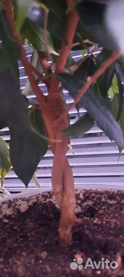 Фикус для офиса