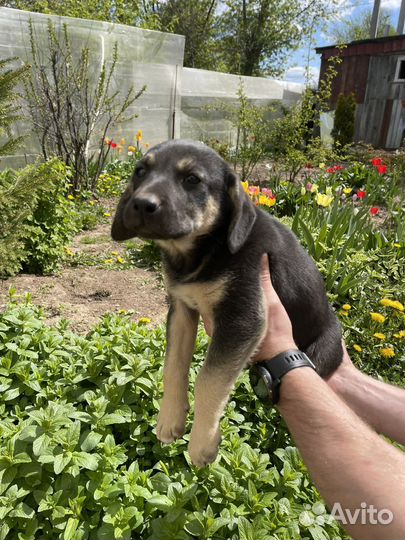 Собака в добрые руки отдам бесплатно