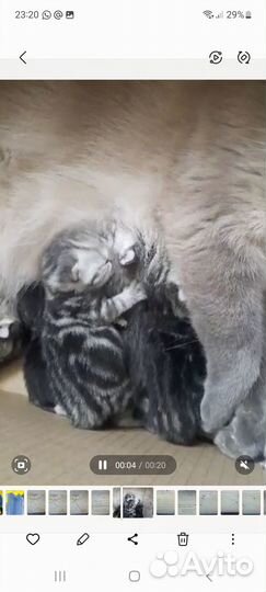 Готовы к резерву котофейчики,2 мальчика 2 девочки