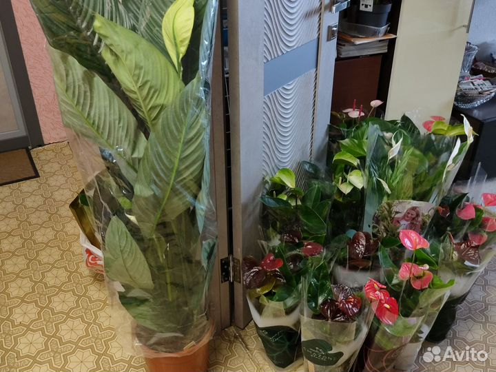 Антуриумы и спатифиллумы silver купидо, Диамант