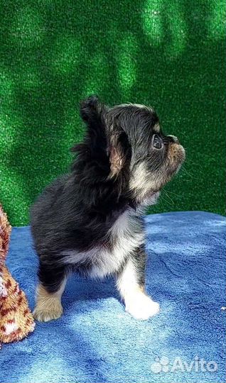 Чихуахуа длинношерстный мальчик