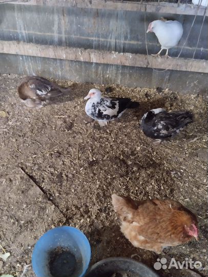 Селезень 11 мес 1500