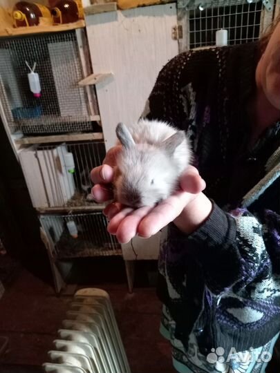 Декоративные кролики