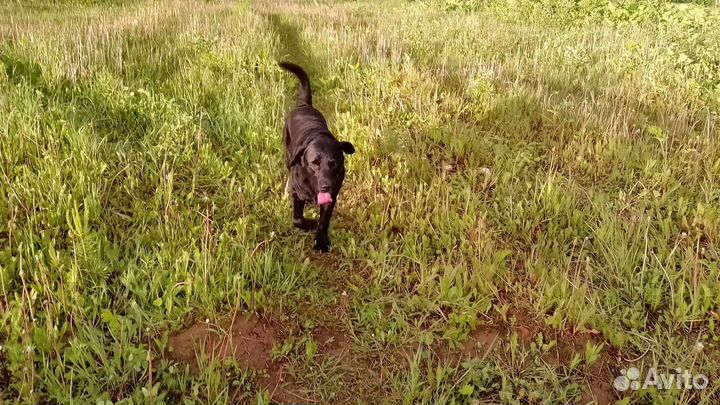 Вязка собак лабрадор ретривер