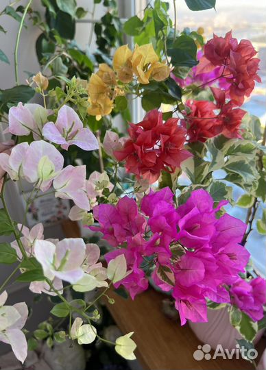 Бугенвиллия