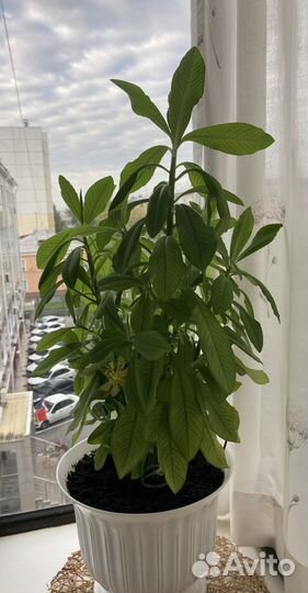 Комнатные цветы