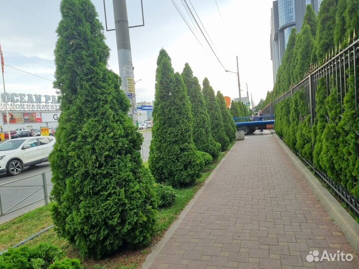 Туи пирамидальные Смарагд