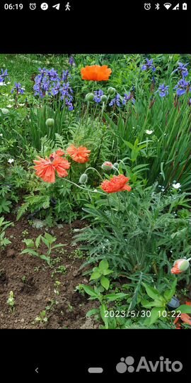 Ирис сибирский