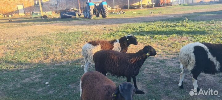 Продаются бараны