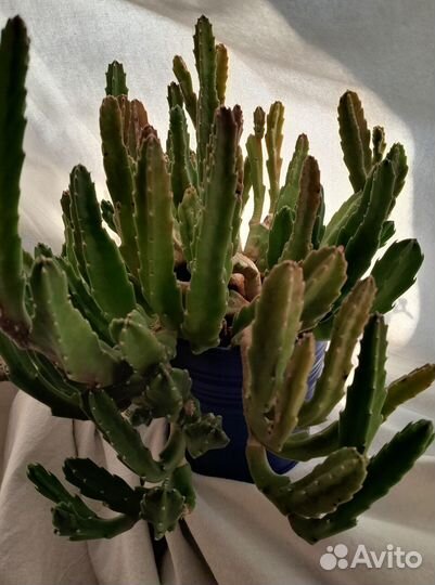 Цветок в горшке, 30 см