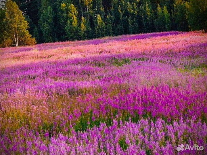 Иван-чай кипрей 1 килограмм, для зож, свежий 2023