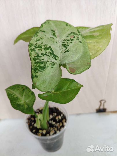 Укорененные растения 6