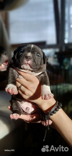 Щенок американский булли