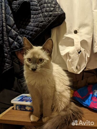 Отдам в добрые руки котенка девочку)