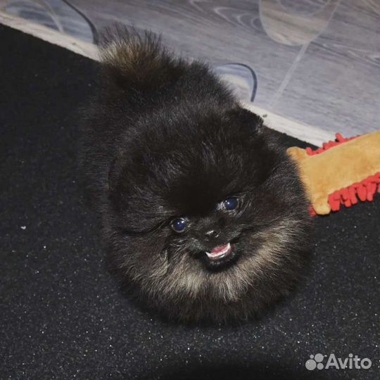 Девочка mini померанец черно- подпалый