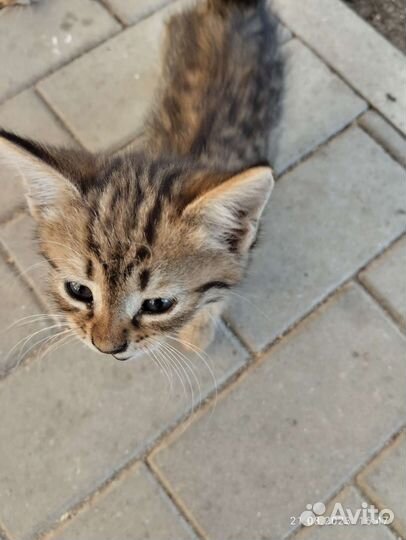 Кошка в дар бесплатно