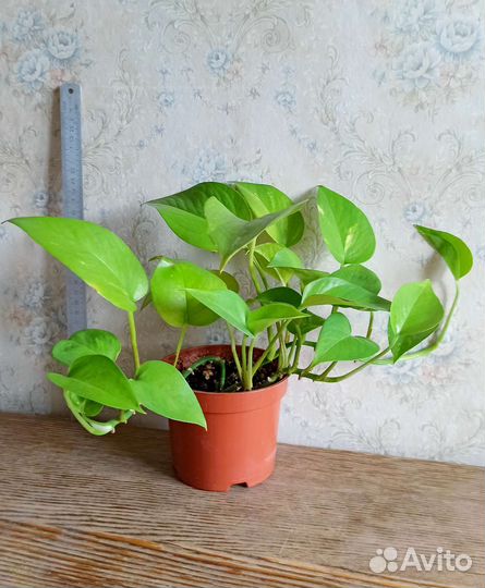 Сциндапсус (эпипремнум) золотистый и неон