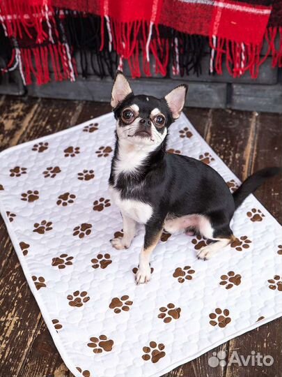 Вязка собак, мальчик ищет девочку