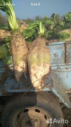 Семена кормовой свеклы Лада