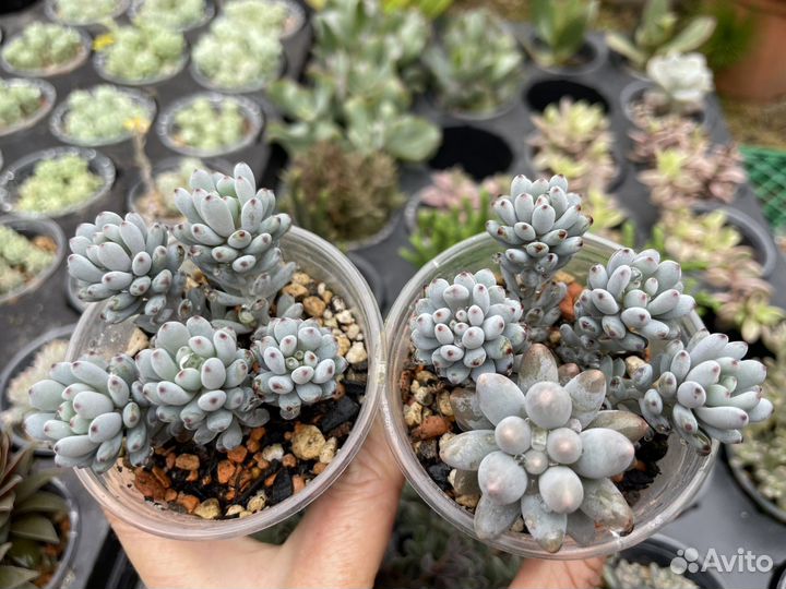 Суккуленты редкие