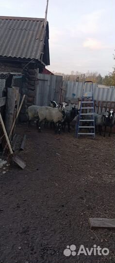 Продам барана