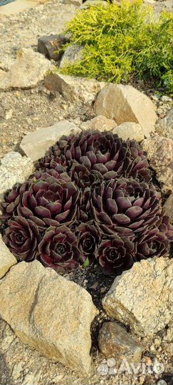 Каменные розы, молодило, седумы