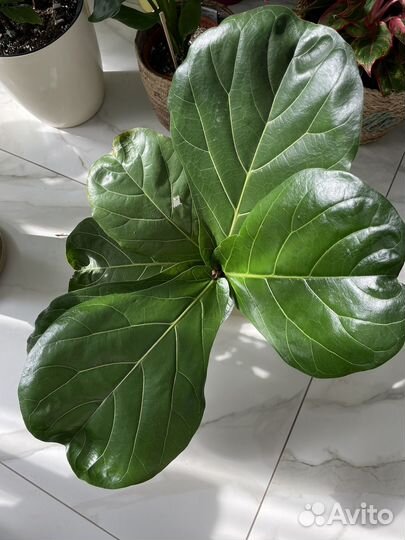 Черенки Колумнарис