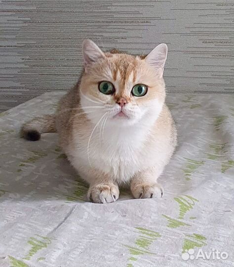 Британская девочка