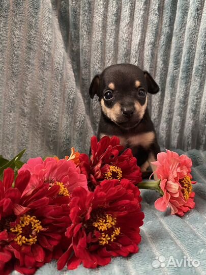 Той-терьер щенки