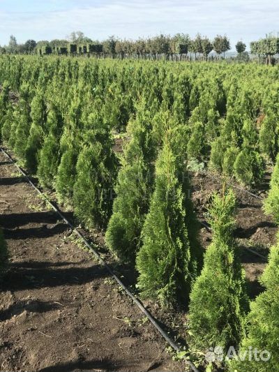 Саженцы туи Смарагд