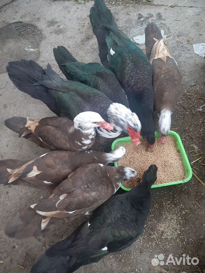 Утки