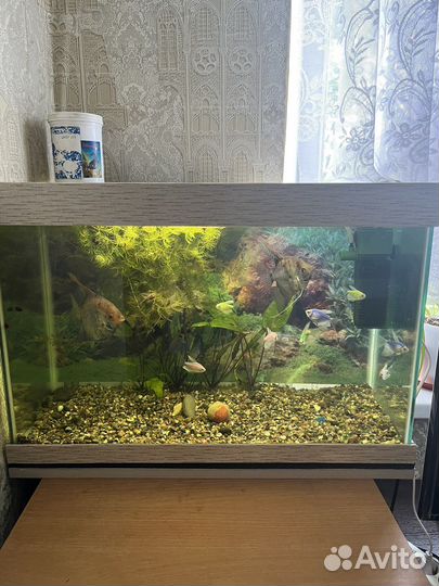Аквариум с рыбками