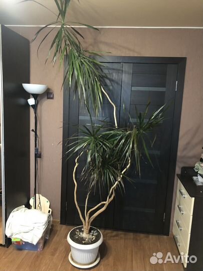 Пальма драцена