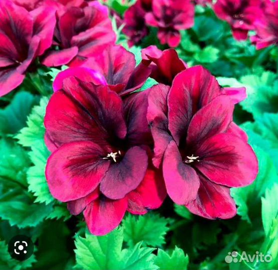 Пеларгония герань королевская