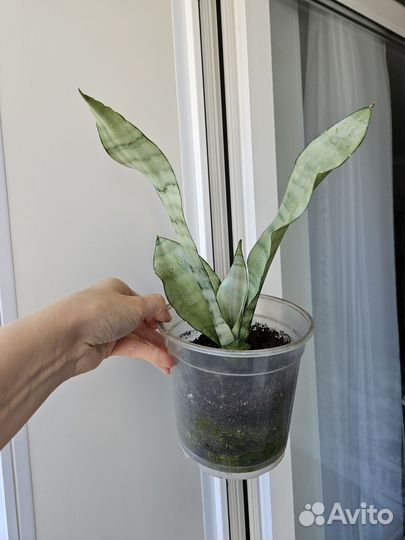 Сансевиерия Муншайн, хани крео