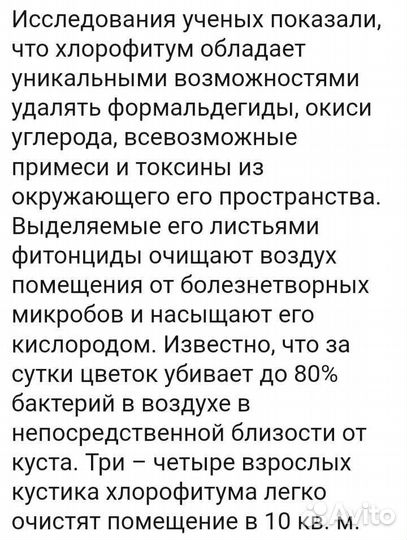 Хлорофитум