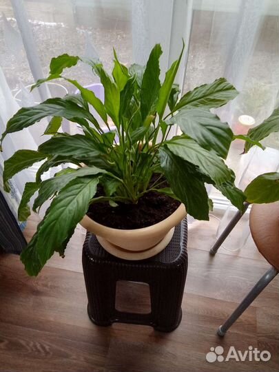 Спатифиллум