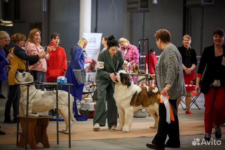 Кинолог, дрессировка собак