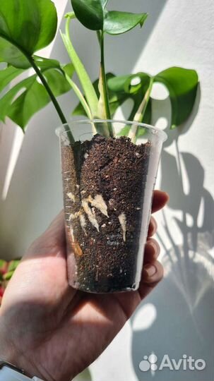 Монстера, Сингониум, Филодендрон