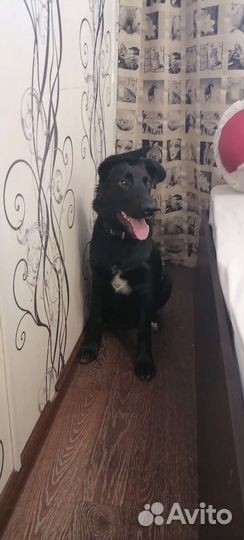 Собаки бесплатно в добрые руки