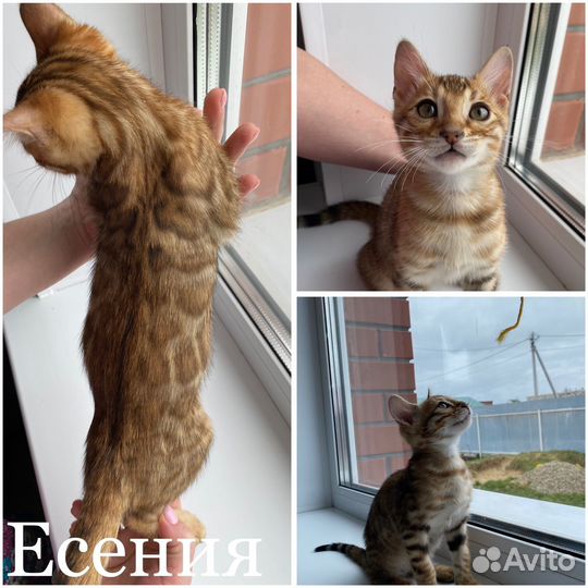 Бенгальская