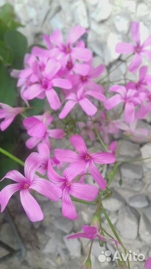 Кислица (оксалис) с розовыми цветами