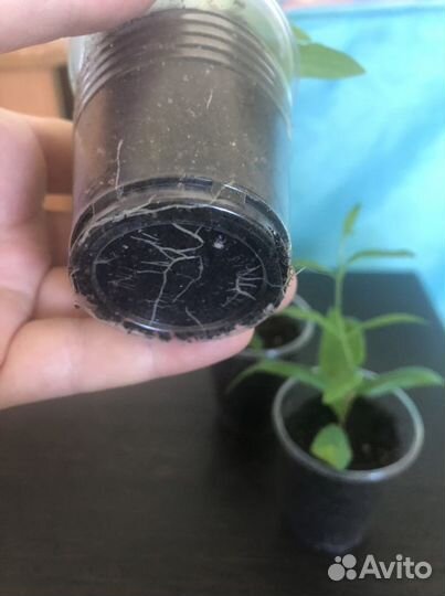 Гранат карликовый Карфаген комнатный