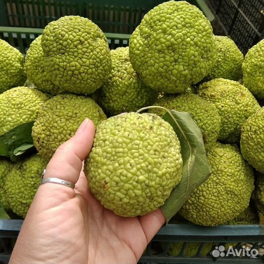 Маклюра от 10кг