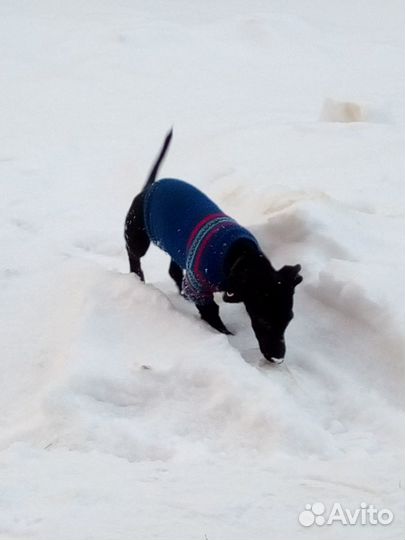 Кофта для маленькой собаки или кота