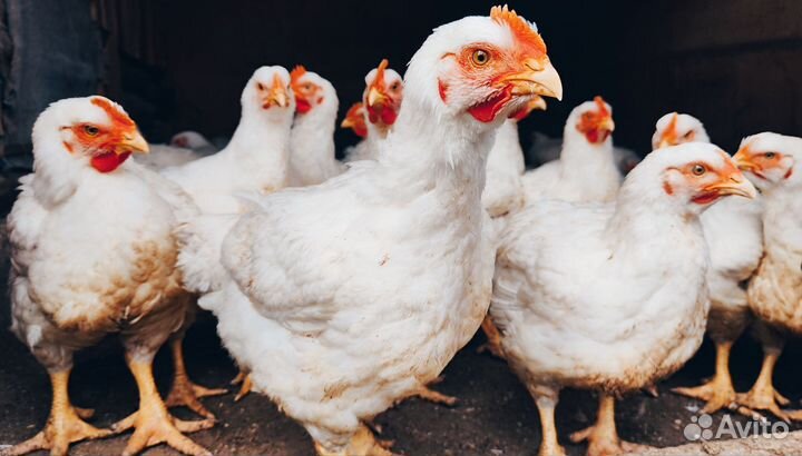 Куры бройлеры мясо