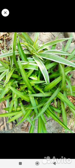 Хлорофитум