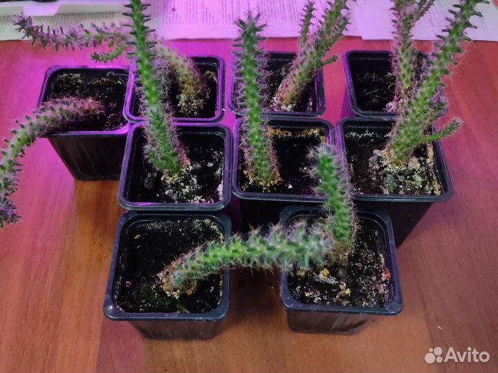 Кактус детки